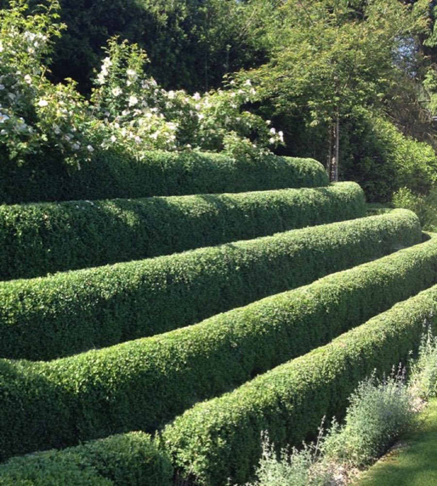 Jardin d'Uccle — terrasses de buis